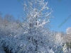 first-snow-dec-2009-franklin-ma-3.jpg