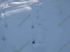 first-snow-dec-2009-franklin-ma-4.jpg