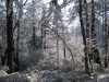first-snow-dec-2009-franklin-ma-5.jpg
