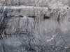 first-snow-dec-2009-franklin-ma-8.jpg