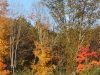 franklin-ma-fall-1.jpg