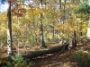franklin-ma-fall-12.jpg