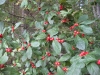franklin-ma-fall-14.jpg