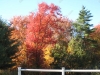 franklin-ma-fall-17.jpg