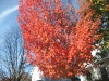 franklin-ma-fall-23.jpg