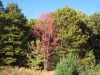 franklin-ma-fall-24.jpg