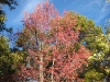 franklin-ma-fall-25.jpg