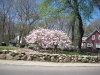 franklin-ma-spring-12.jpg