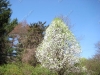 franklin-ma-spring-14.jpg
