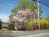 franklin-ma-spring-17.jpg