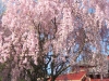 franklin-ma-spring-18.jpg