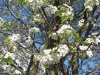 franklin-ma-spring-19.jpg