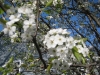 franklin-ma-spring-20.jpg