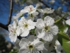 franklin-ma-spring-21.jpg