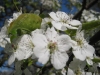 franklin-ma-spring-22.jpg
