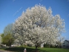 franklin-ma-spring-23.jpg