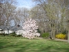 franklin-ma-spring-24.jpg