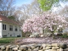 franklin-ma-spring-25.jpg