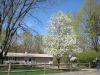 franklin-ma-spring-26.jpg