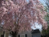 franklin-ma-spring-27.jpg