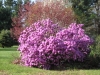 franklin-ma-spring-28.jpg
