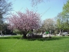franklin-ma-town-common-spring-2.jpg