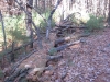 down-tree_wm.jpg