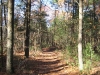 easy-walk_wm.jpg