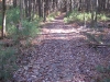 town-forest_wm.jpg
