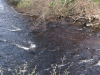 rapids_wm.jpg