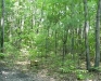 peaceful-woods_wm.jpg