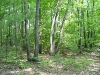 woods_wm.jpg