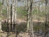 the-vernal-pool_wm.jpg