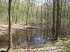 vernal-pool_wm.jpg