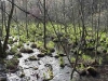 early-spring-on-the-trunk-line_wm.jpg