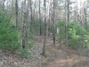 trail-off-trunk-line_wm.jpg