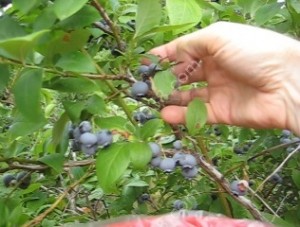 Gianettis U-Pick Blueberries Franklin MA 4