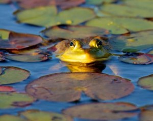 amphibian norfolk