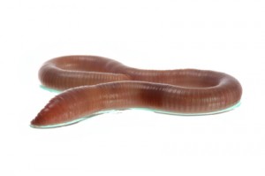 earthworm