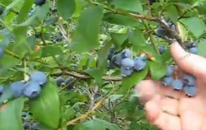 Blueberry Franklin MA Gianetti's U-Pick 