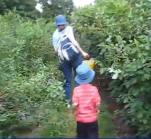 Blueberry Franklin MA Gianetti picking